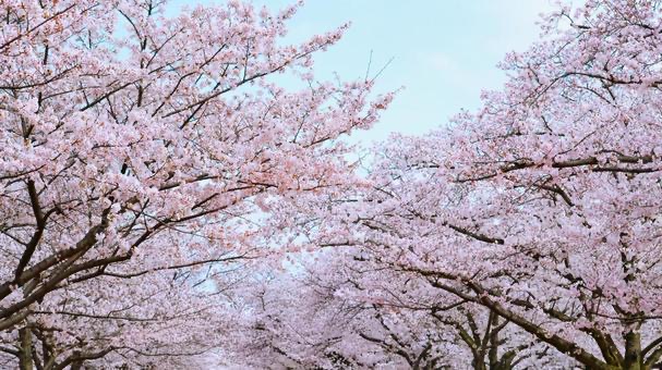 船橋アンデルセン公園,さくらまつり2023,桜の開花情報,見ごろ時期