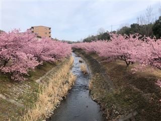 東大山河津桜祭り,2023年,開花情報,見ごろ時期,混雑,駐車場