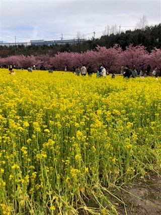 東大山河津桜祭り,2023年,開花情報,見ごろ時期,混雑,駐車場