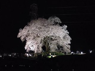 わに塚の桜,2023,開花情報,ライトアップ,駐車場