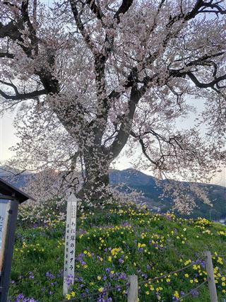 わに塚の桜,2023,開花情報,ライトアップ,駐車場